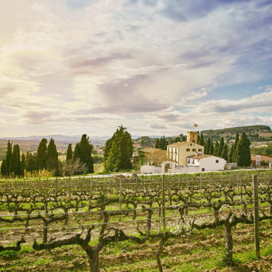 VISITA CELLER ALBET I NOYA + MIRADOR DE LES CAVES